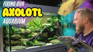 Axolotl Paradise: Setting Up the Ultimate Axolotl Tank! (Big cleanout and revamp!)