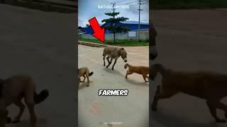 Don't mess with Donkeys
