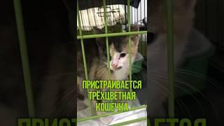 Ищем дом для подброшенной кошечки! #возьмидругаизприюта #котики #нужендом #нужнапомощь #врек #приют