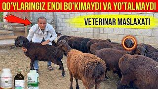 QO'Y BOQAYOTKANLAR KO'RSIN VETERINAR MASLAXATI.