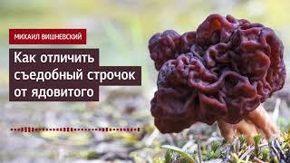 Михаил Вишневский: Как отличить съедобный строчок от ядовитого. Советы миколога