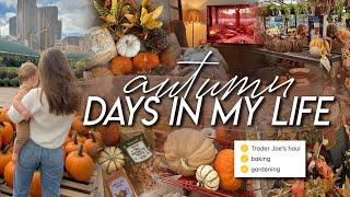 AUTUM DAYS | Trader Joe’s fall haul, autumn gardening, baking apple crisp, & cozy home moments ️ 