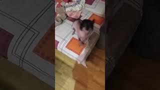 #кхс #китайскаяхохлатая Просит прошение за плохое поведение на улице.