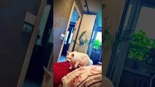 Тренировка Снежка ;) котик белый Мейн Кун приносит игрушку ;) #cat #mainecoon #funny