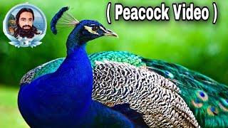 peacock video『RBM๛ Pendu VLOG