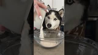 How To Make Chicken Noodle Soup For Dogs! #shorts