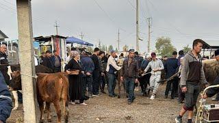 ANDIJON XOʻJA OBOD BARAKA VARIANTLARI 12.10.2024. KUTKANLA BORMI???