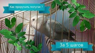 Как приручить попугая ? За 5 шагов