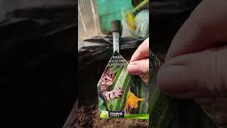 Сажаю кабачки в мешки