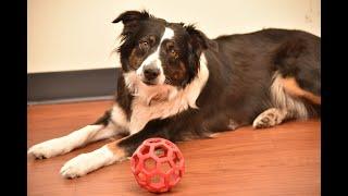 Meet Millie Easterseals-Goodwill's Adult Day Therapy Dog