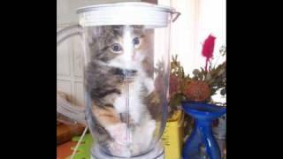 kitty in blender