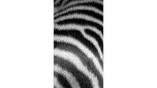 Digital Zebra Fur