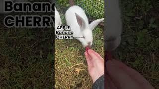 #short #bunny #rabbits #food #mybunny