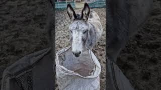 Leer...  #esel #donkey #cute #süß #leer #shortvideo