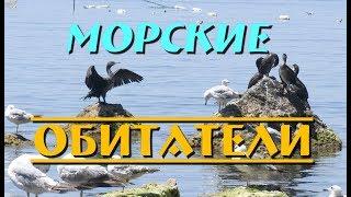 Крымские зарисовки|Морские обитатели|Katerina Volna