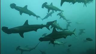 School of Hammerhead Sharks in Banda Sea Sept 2022 with