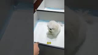Who says someone is stupider than a bear He s really smart#Cute pet debut plan#The cute pe