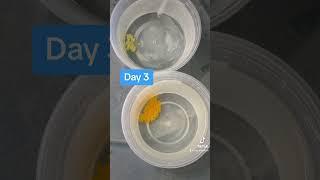 Pleco Eggs! 5 days in 1 min #aquarium #fishbreeding #fishroom #fishbreeder