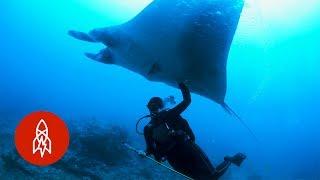 Swim With Manta Rays, the Ocean’s Peaceful Giants