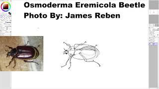 Drawing a Osmoderma Eremicola Beetle