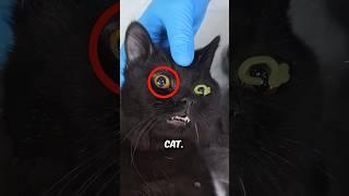 Strange Gel in Cat's Eyes 