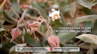 Триходесма седая (Trichodesma incanum)