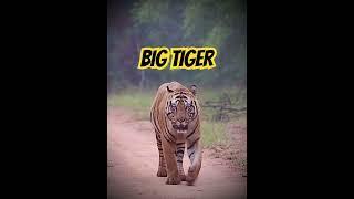 #wildlife #tigerconservation #tiger #tigerterritory #animals