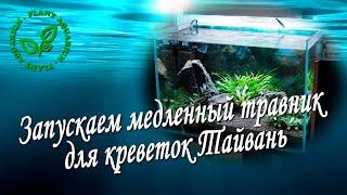 Запускаем медленный травник для креветок Тайвань