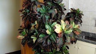 Croton Petra as an indoor plant and its complete visual identification