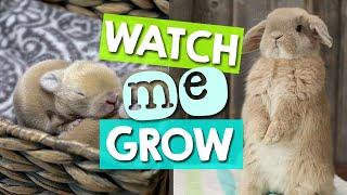 How Fast Does a Bunny Grow?  1 to 16 Weeks (Time-Lapse)