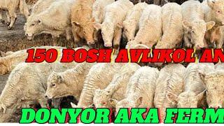 150  BOSH ANGUS AVLIKOL SMENTAL SHARALE BUQALARDI SFATI  LARI KELDI DASTAFKA UZB BOYLAB BOR