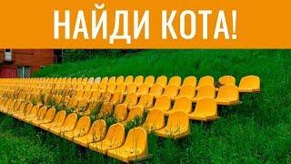 НАЙДИ КОТА!  Попробуй найди кота на фотке | БУДЬ В КУРСЕ TV