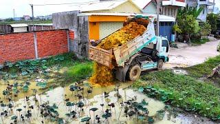 Start New Project Landfill Delete Pond Flooded area ! Bulldozer KomatSu Push Soil, 5Ton Truck Unload