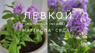 МАТТИОЛА СЕДАЯ ИЛИ ЛЕВКОЙ ОТ ПОСЕВА ДО ЦВЕТЕНИЯ