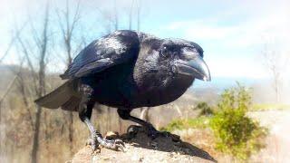 American Crow Up Close