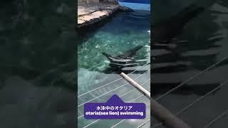 【Learn Japanese in 30s #299】～Walking around TLS #行船公園～”otaria(sea lion) swimming/水泳中のオタリア”