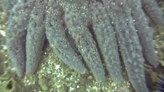 Sunflower Sea Star on the move (Pycnopodia helianthoides)