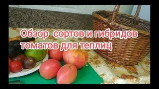 Вкусные и урожайные томаты для теплиц.Томаты Йетина мать.Лось F1.