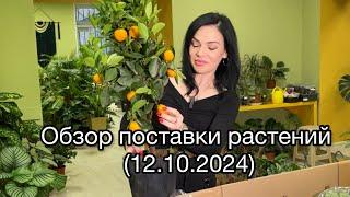 Обзор поставки растений из Голландии (12.10.2024)