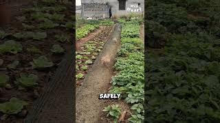 “Chunnels” - Chicken Tunnels