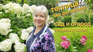 САД и ОГОРОД в августе.Урожайные ТОМАТЫ до октября БЕЗ ФИТОФТОРЫ. ЧТО НАДО СДЕЛАТЬ