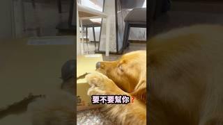 自己的包裹自己拆#goldenretriever #golden #pets #寵物 #萌寵 #狗狗 #萌宠 #玩具