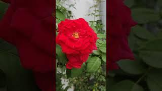 #gardenflowers #flowers #trending #nature #viral #youtubeshorts #beautiful #shorts #ytshorts
