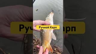 Как?‍️ #рыбалка #рыба #карп #сазан #белыйамур