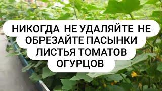 Не удаляйте пасынки листья томатов огурцов для хорошего урожая