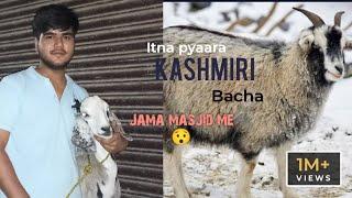 2 LACKASHMIRI GOAT  IN JAMA MASJID|AMAAN ALI VLOG|