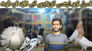 Itwar bazaar Islamabad high fly pigeon or Rabbits ki taza tareen price update @BirdsPoint345