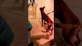 #shorts#funny dogs met in a store#dog#dog#dating#dog#what kind of breed?