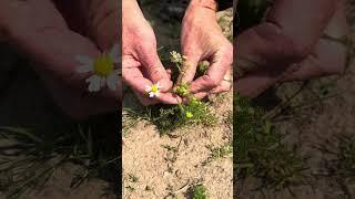 Pineapple weed v scented mayweed. #wildfooduk #foraging #foraging #foragingcourses #wildfood