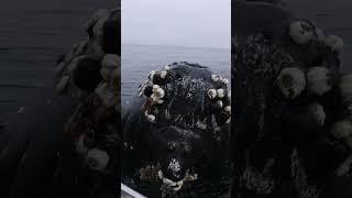 Humpback whale almost touches my boat during friendly encounter!